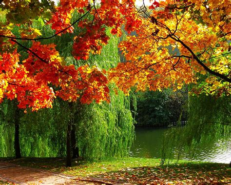 Autumn Foliage Forest River Hd Wallpaper Pxfuel