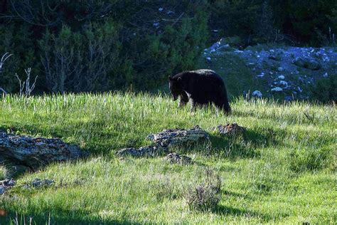 Black Bear Yellowstone National Park Mt Usa Photograph By Darren
