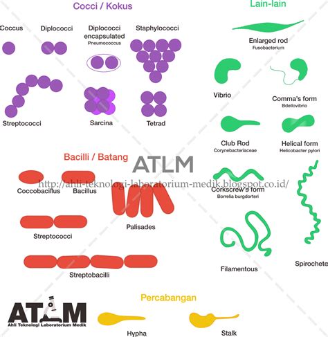 Mengenal Morfologi Bentuk Sel Koloni Dan Flagella Pada Bakteri ATLM