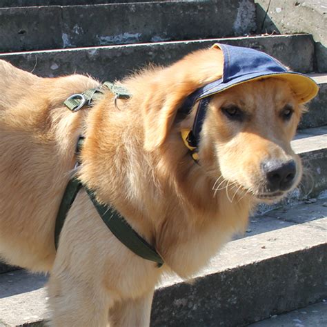Myidea Dog Cowboy Hat Myidea Pet Care For Your Pet