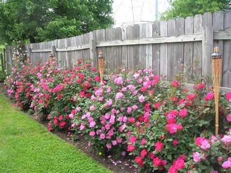 Landscaping Along Fence Knockout Roses Growing Roses