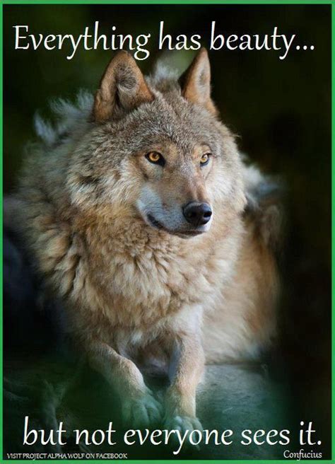 17 Best Images About Wolves On Pinterest Wolves Lone