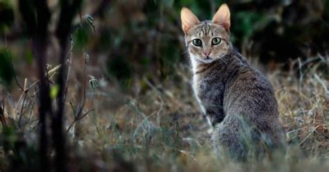Cat Holocaust Australia Is Set To Kill Millions Of Feral Stray Cats By