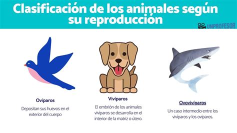 Clasificación De Los Animales Según Su ReproducciÓn Ovíparos