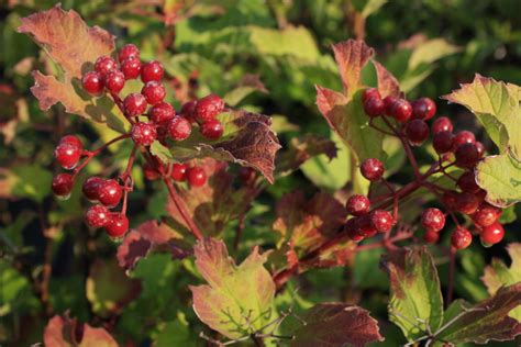 Highbush Cranberry Leaf — Ontario Native Plant Nursery Container