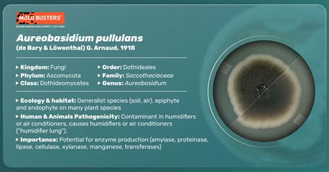 Aureobasidium Pullulans Morphology Habitat Infection And Treatment
