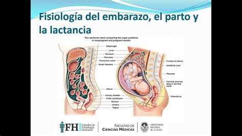 Fisiolog A Del Embarazo El Parto Y La Lactancia Youtube