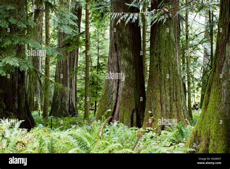Macmillan Provincial Park Is A Provincial Park On Vancouver Island In