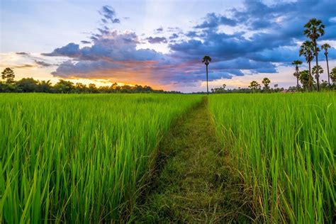 Rice Fields HD