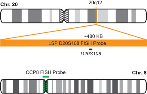 D20s108ccp8 Fish Probe Kit Cytotest