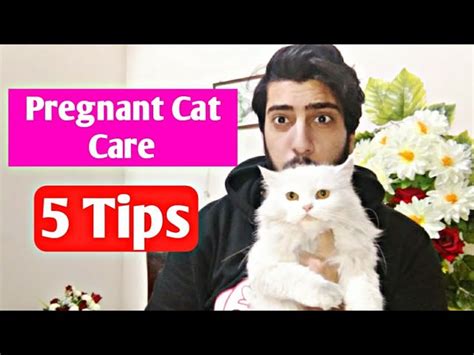 Pregnant Cat Care How To Take Care Of Pregnant Cat 5 Tips For