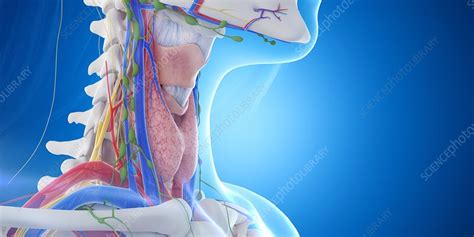 Throat Anatomy Illustration Stock Image F0295761 Science Photo