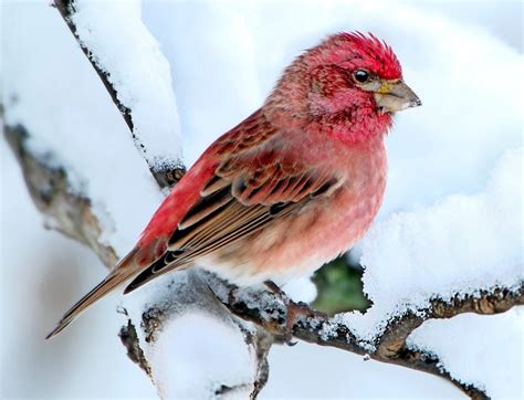 Finches And Buntings Birds And Blooms