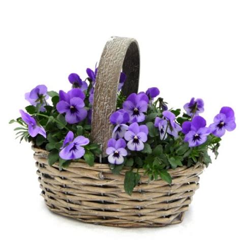 Taplant Pretty Violapansy Basket