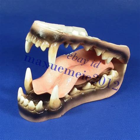 Hs Canine Wolf Tongue Jaw Teeth Veterinary Anatomy Display Study Dental