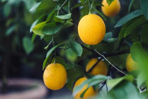 Lemon Tree And Assorted Citrus Petitti Garden Centers