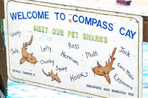 Compass Cay Sharks In The Bahamas Where And How To Visit Them