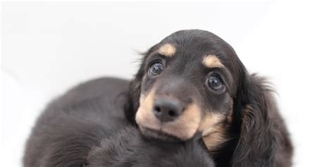 16 Pups Who Are Dachshund Through The Snow Huffpost Uk
