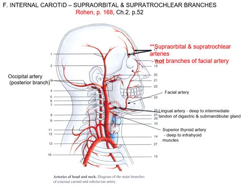 Find a picture, definition, and conditions that affect the artery. 27 Arteries Of The Head And Neck Diagram - Wiring Database ...