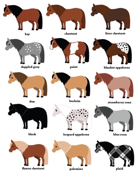 Pony Color Chart Cheer Horse Color Chart Horse Markings Horse Coat