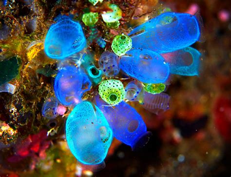 New Mesothelioma Drug Discovered in Sea Squirt Toxin