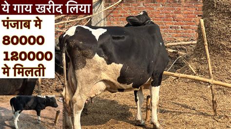 ये गाय खरीद लिया पंजाब मे 80000 या 120000 मे मिलती High Breed Hf Cow Bihar Ejjukibusinessideas