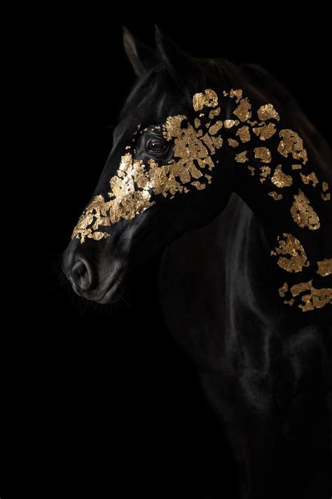 Gold Horse Limited Edition 1 Of 15 Photograph Beautiful Horses