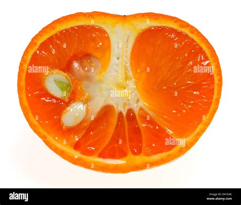 Mandarin Orange Cut In Half Showing Germinating Seed Stock Photo Alamy