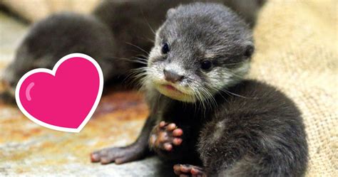 It gives them broad spectrum immunity against viral attacks. 10 Adorable Pet Otters You Should Follow On Instagram ...