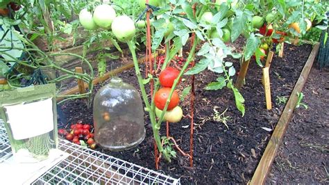 How To Grow Large Beefsteak Tomatoes Squirrels Birds Blossom End Rot
