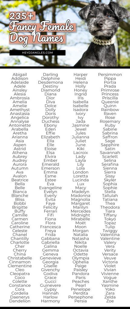 235 Fancy Female Dog Names For Posh Puppers Hey Djangles