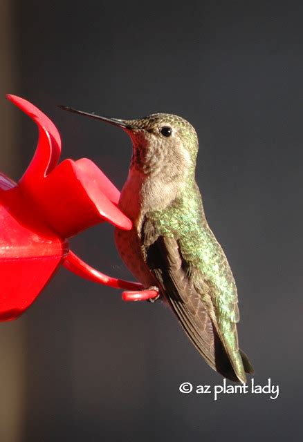 Create A Hummingbird Garden In A Container