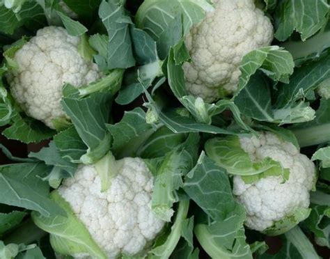 Growing Cauliflower How To Grow Cauliflowers In Your Garden