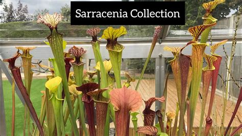 Nepenthes robcantleyi has been extremely easy to care for since i received it from predatory plants as a small seedling. Sarracenia Collection | Pitcher Plant Care - YouTube