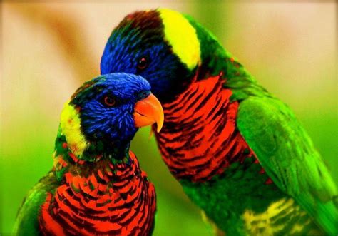 Amazing World & Fun: Beautiful Colorful Birds - Nature