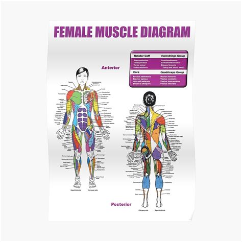 Muscle Chart Poster Female Muscle Diagram Anatomy Chart Poster