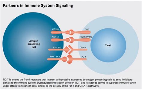 TIGIT A CTLA Esque Immune Checkpoint For Cancer Cancer Biology