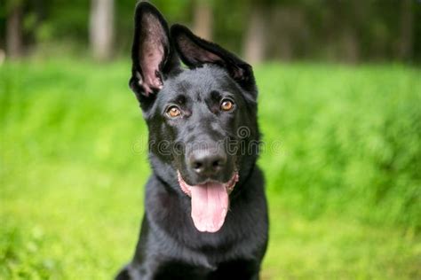 A Black German Shepherd Puppy With Floppy Ears Stock Photo Image Of