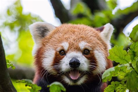 Red Panda Facts Pictures And Information The Panda That Isnt A Panda