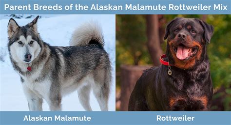 Alaskan Malamute Rottweiler Mix Care Pictures Traits