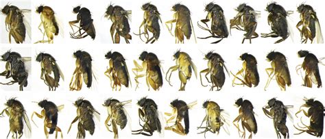 Thirty New Species Of Scuttle Fly Found In La