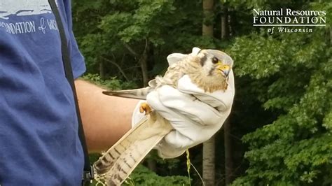 American Kestrels Ecology And Banding Learn About Wisconsins