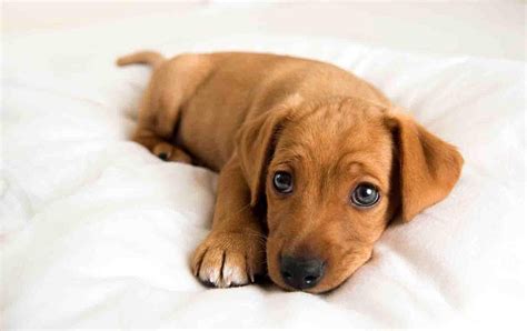 Top 10 Worlds Cutest Puppy Breeds For 2020 The Dog Digest Page 4