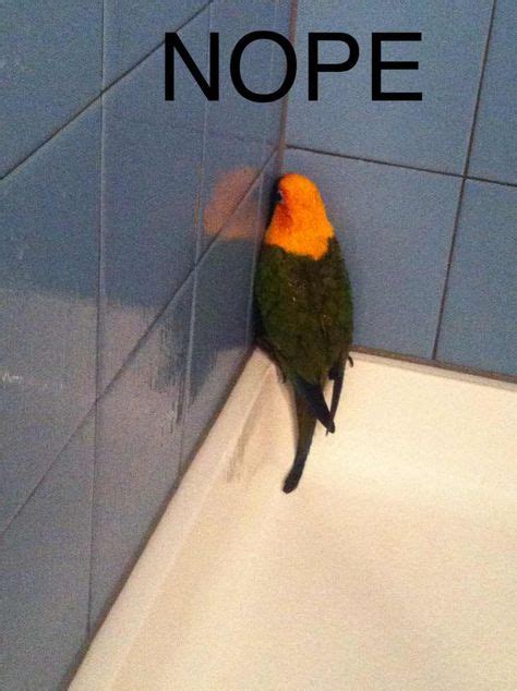 114 Best Parrot Memes Images Parrot Funny Birds Funny Parrots