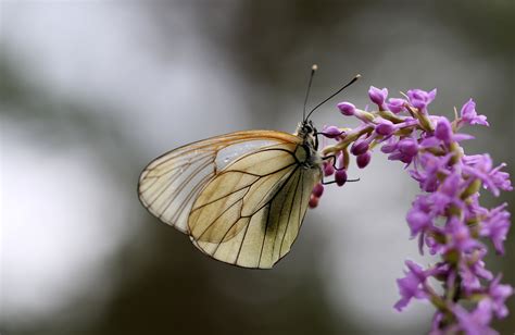 Selective Focus Photography Of Beige Butterfly On Purple Flower