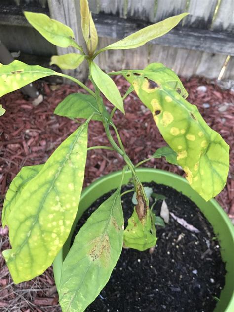 Why is my avocado tree dying. Ask a Question forum: Avocado Plant Dying? - Garden.org