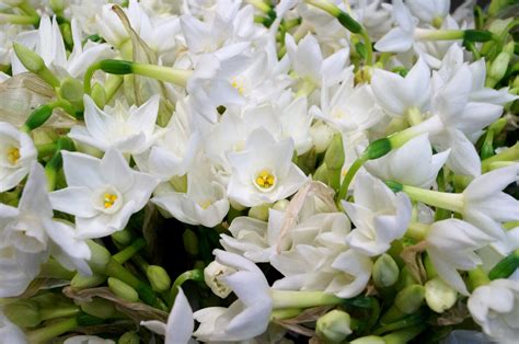 Paperwhite Narcissus Stunning Little White Daffodils With A Beautiful
