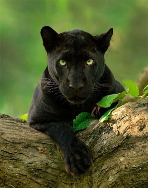 Where Can We See Black Panthers In India Quora
