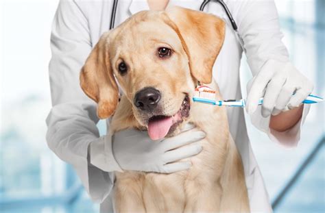Recommended by leading board certified veterinary dentists around the world, dog::essential healthymouthtm is the first and only dental water additive to receive the prestigious vohc(r) seal of acceptance for plaque control in dogs. Healthy Mouth, Healthy Dog | Baxter Animal Hospital