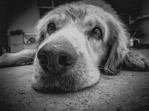 500 Great Sad Puppy Photos · Pexels · Free Stock Photos